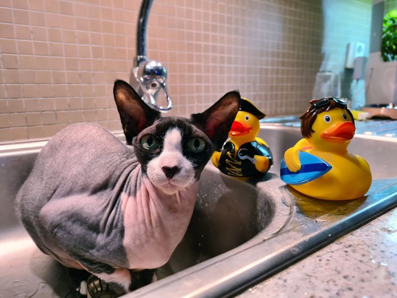 Sphynx