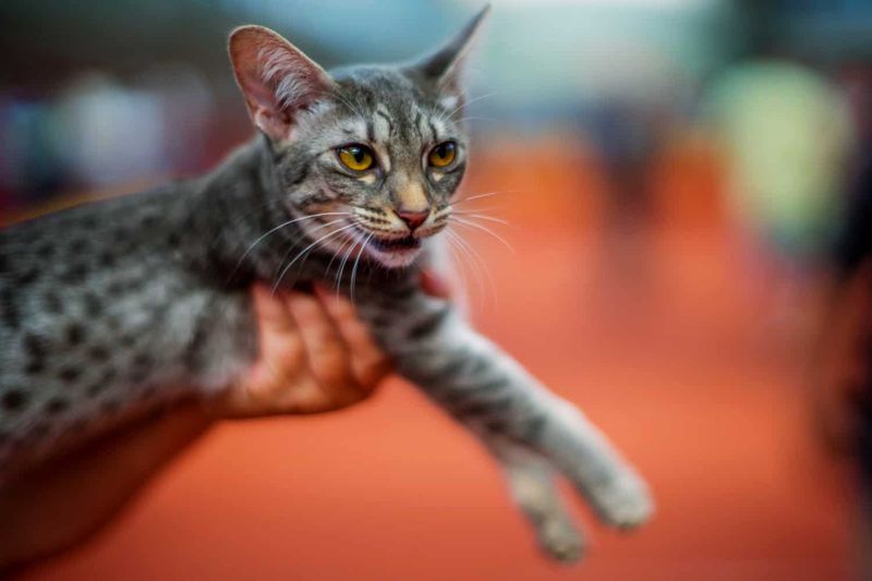 Ocicat