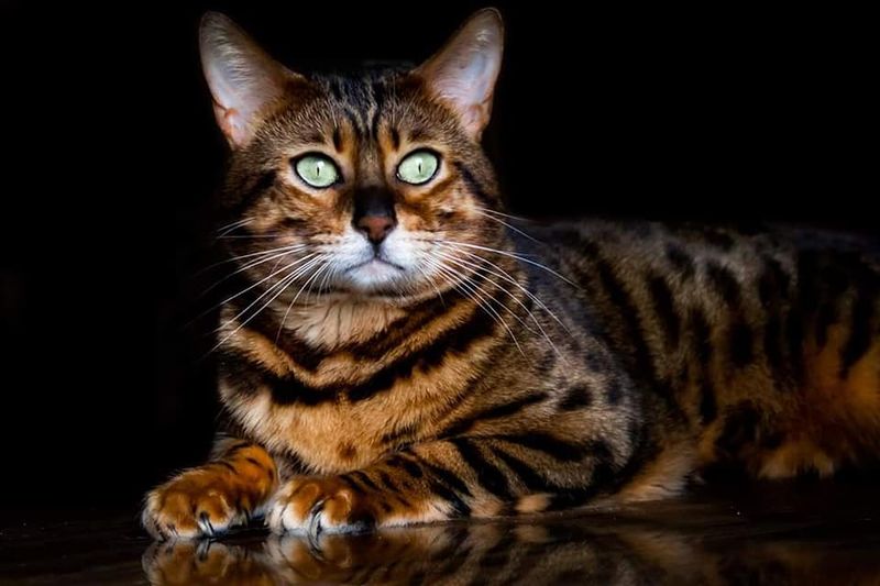 Cheetoh (Bengal + Ocicat)