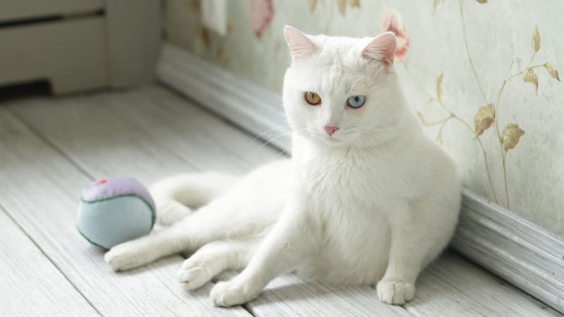 Khao Manee Cats