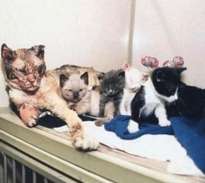 Scarlett, the Heroic Mother Cat