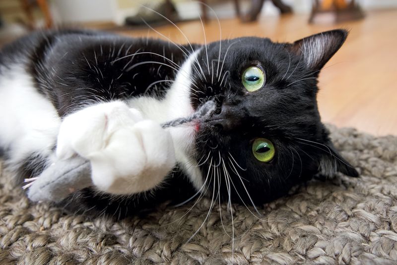 Scent Enrichment Activities