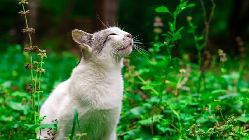 Cats Can Smell Prey Underground