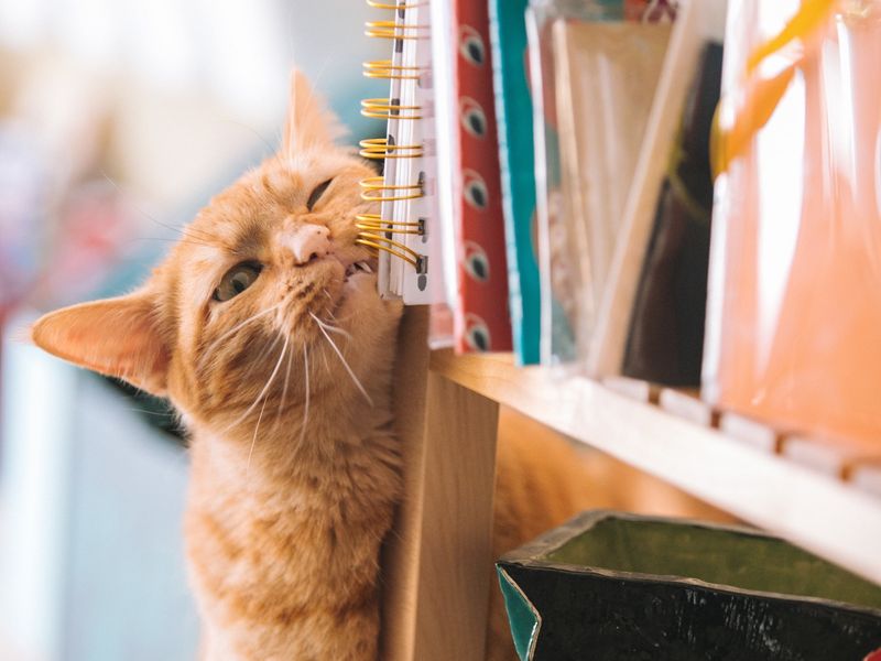 Scent-Swapping Between Rooms or Pets