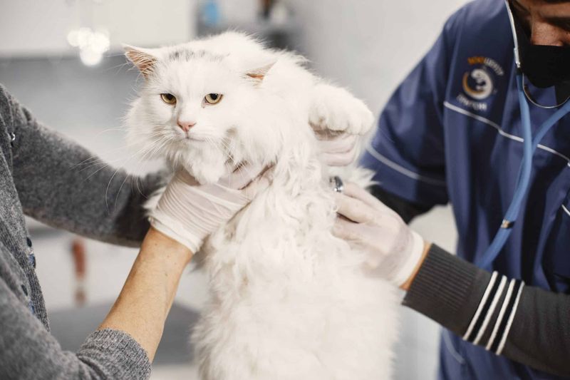 Schedule a Vet Check-Up