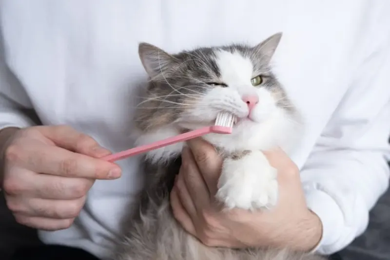 Improve Oral Hygiene