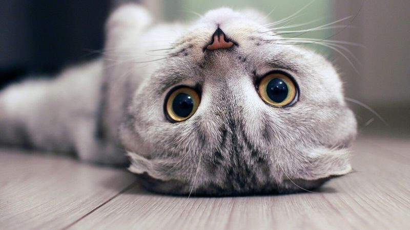 Scottish Fold