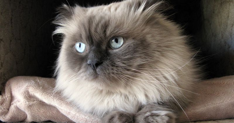 Himalayan