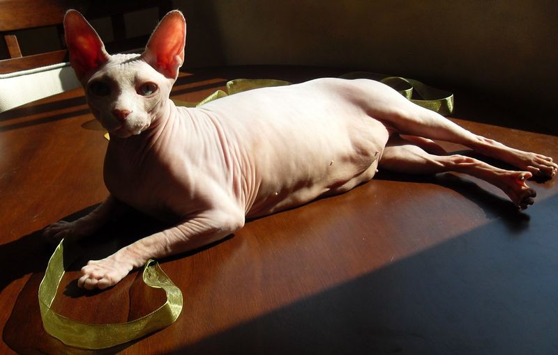 Sphynx