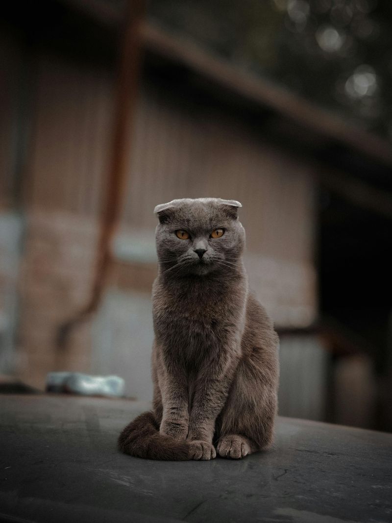 Scottish Fold