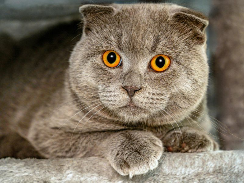Scottish Fold