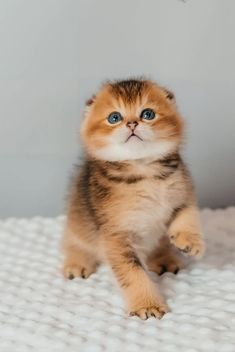 Scottish Fold