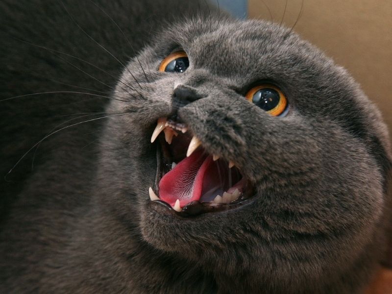 Scottish Fold