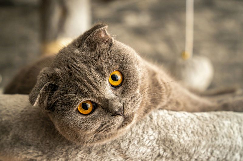 Scottish Fold