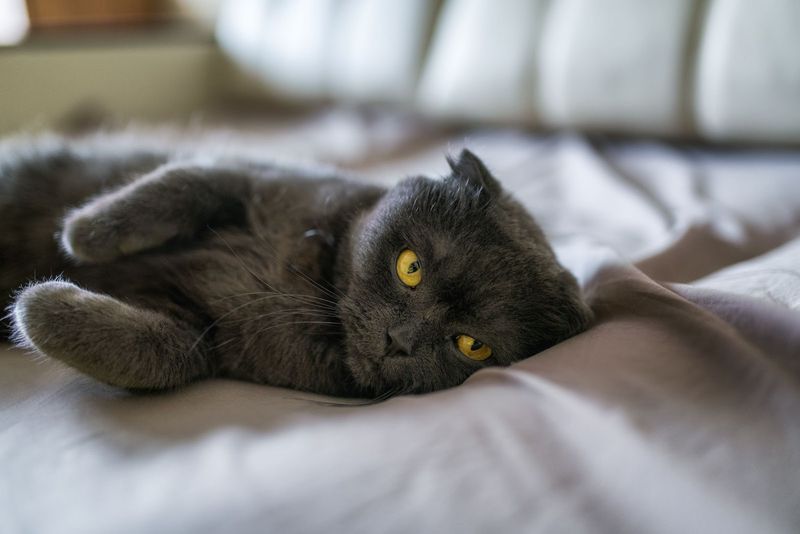Scottish Fold