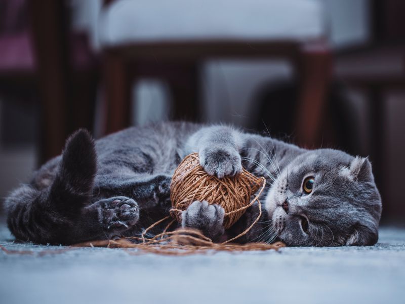 Scottish Fold