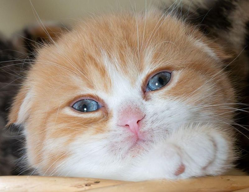 Scottish Fold