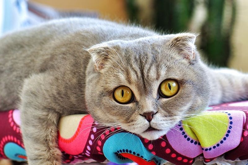 Scottish Fold