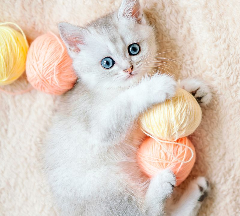 Scottish Fold