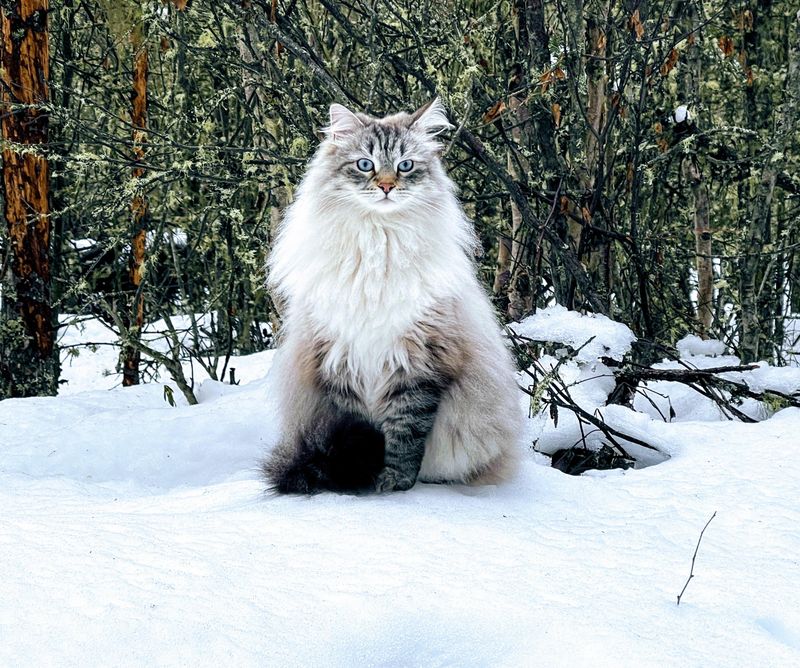 Siberian Forest Cats
