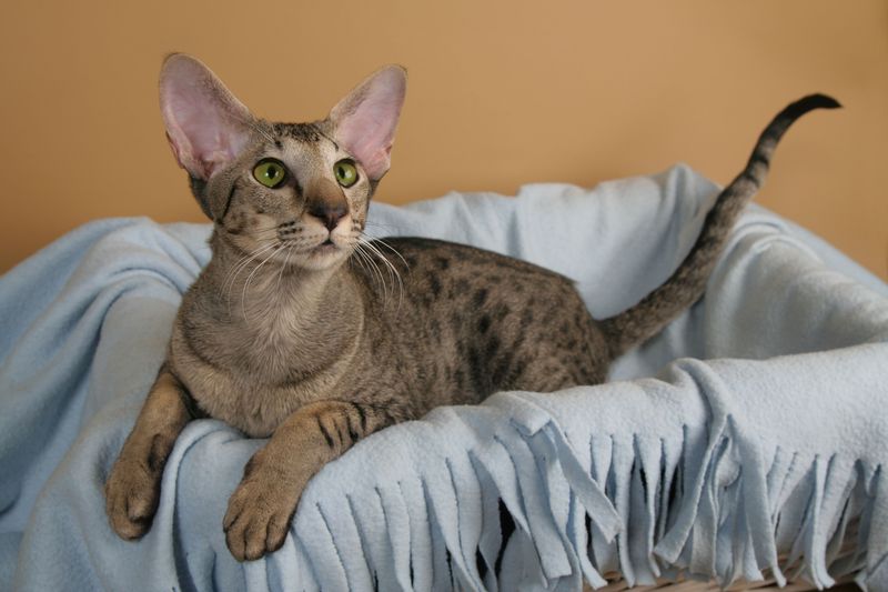 Oriental Shorthair: The Chatty Door Dasher