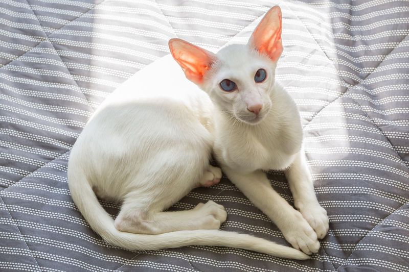 Oriental Shorthair — Meowstic
