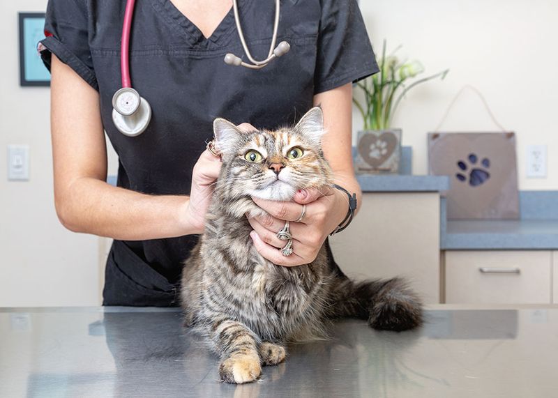 Dealing With Illness or Vet Visits