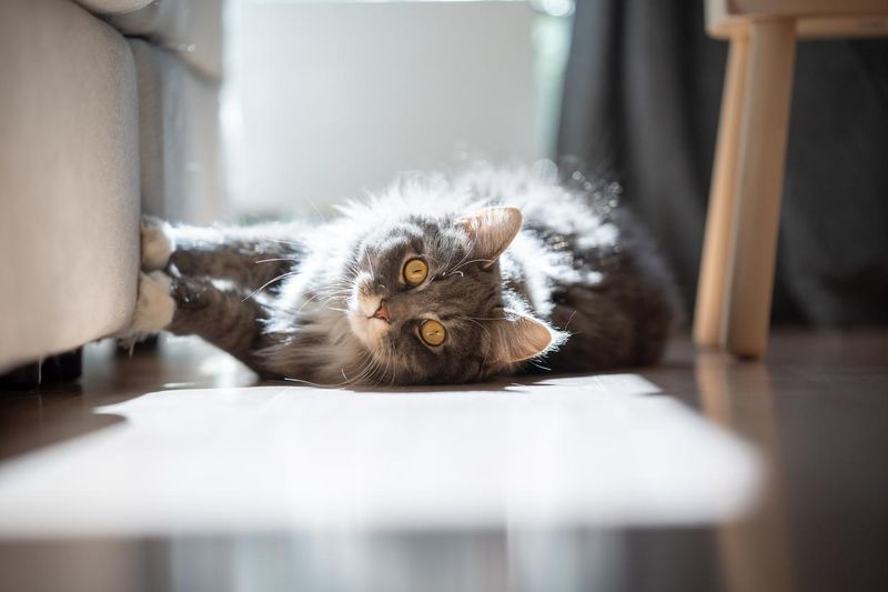 Scratching Furniture Excessively