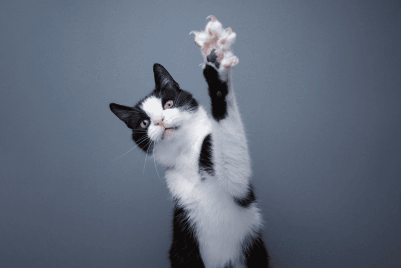 It Breaks the Trust Between You and Your Cat