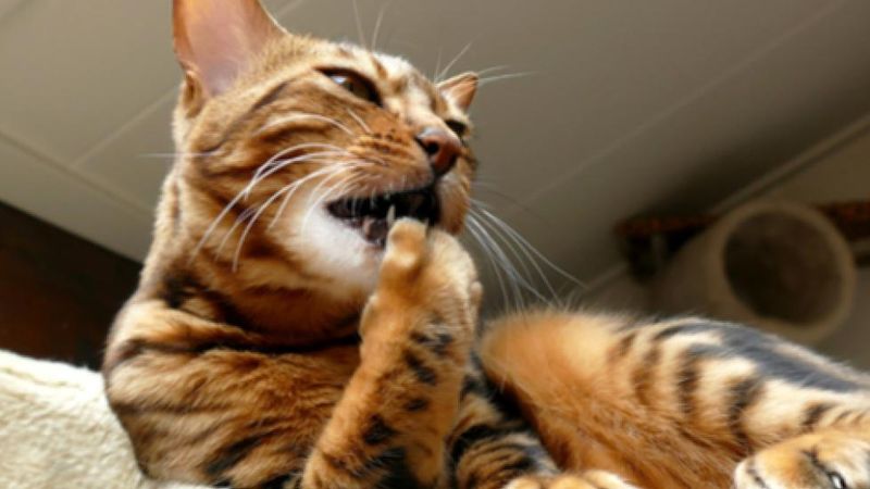 Scratching or Biting Themselves