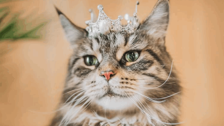 7 Cat Breeds That Could Rule the World (If They Cared)