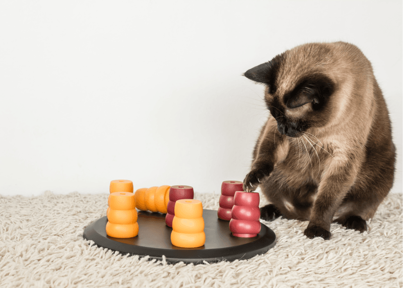 Enrich Your Cat’s Environment
