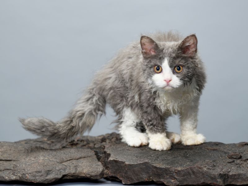 Selkirk Rex