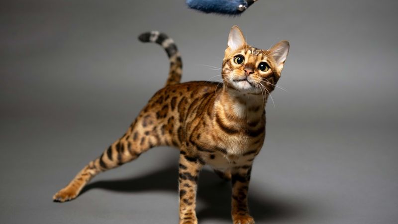 Cheetoh
