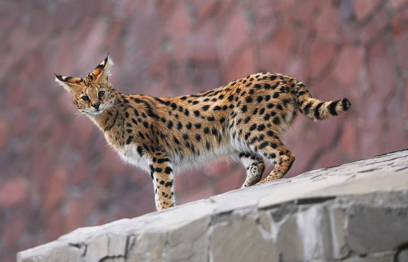 Serval