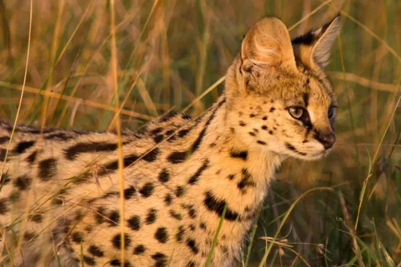 Serval