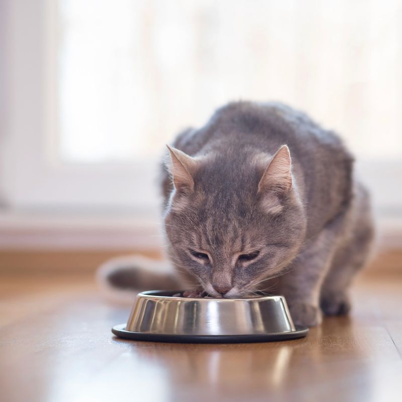 Set Consistent Meal Times