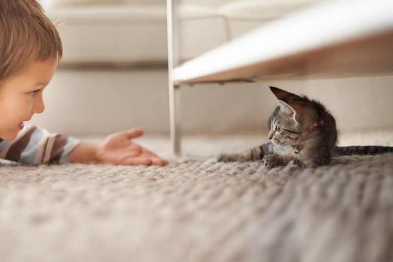 Gradually Let Them Explore the New Home