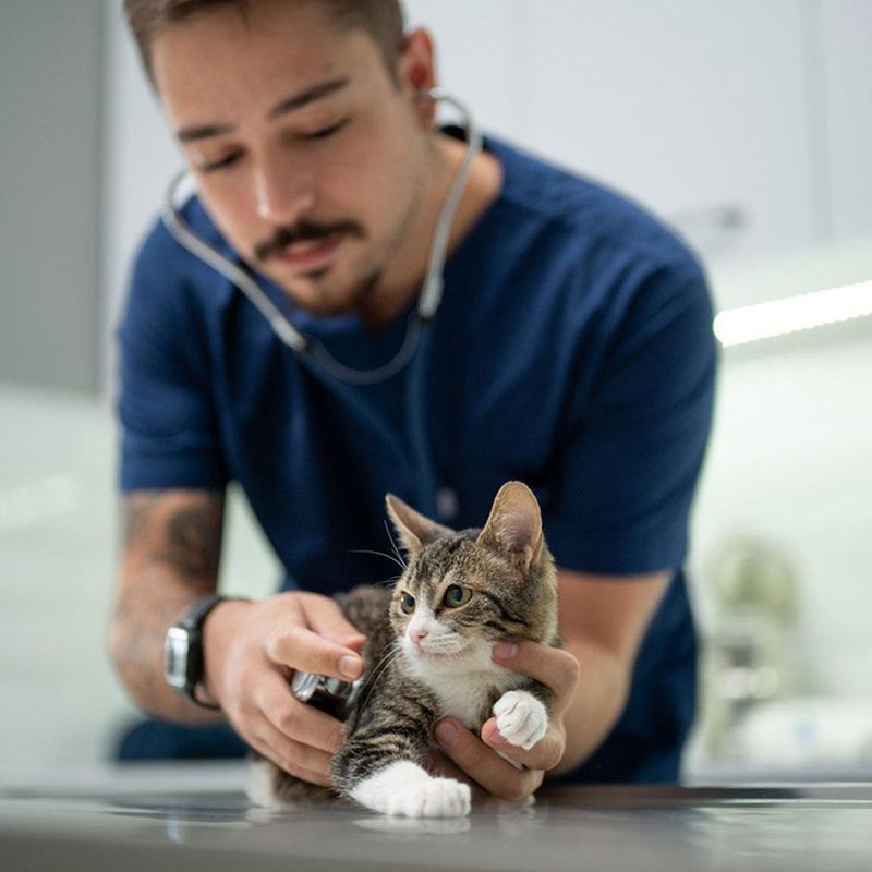 Visit the Veterinarian