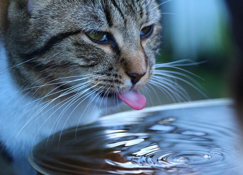 Set Up a Water Fountain