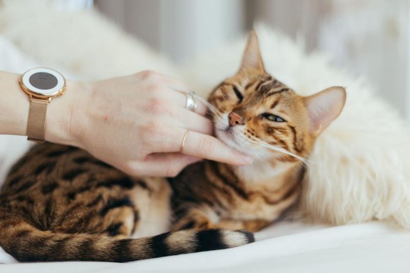 Start with Gentle Petting