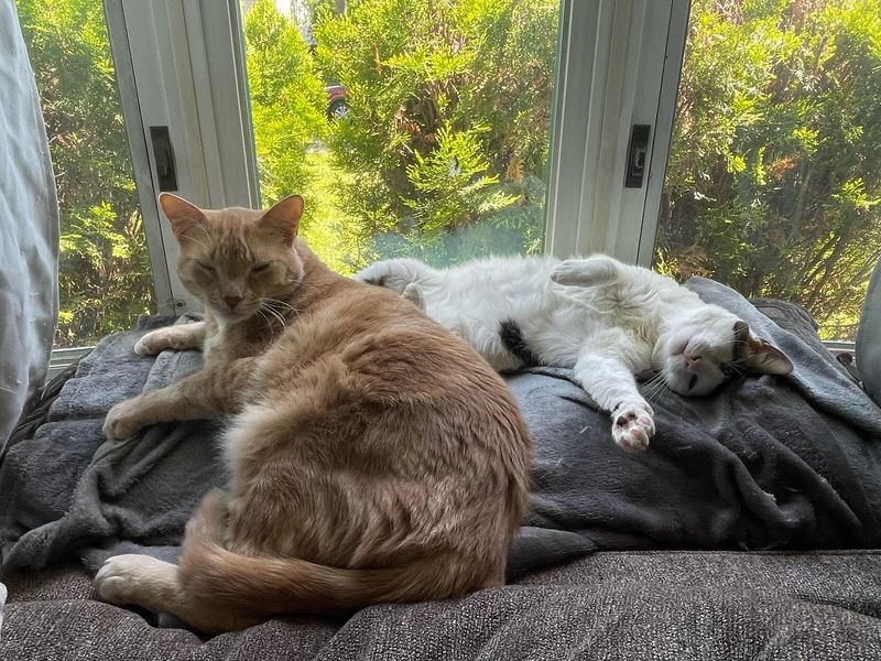 Shared Sunbathing