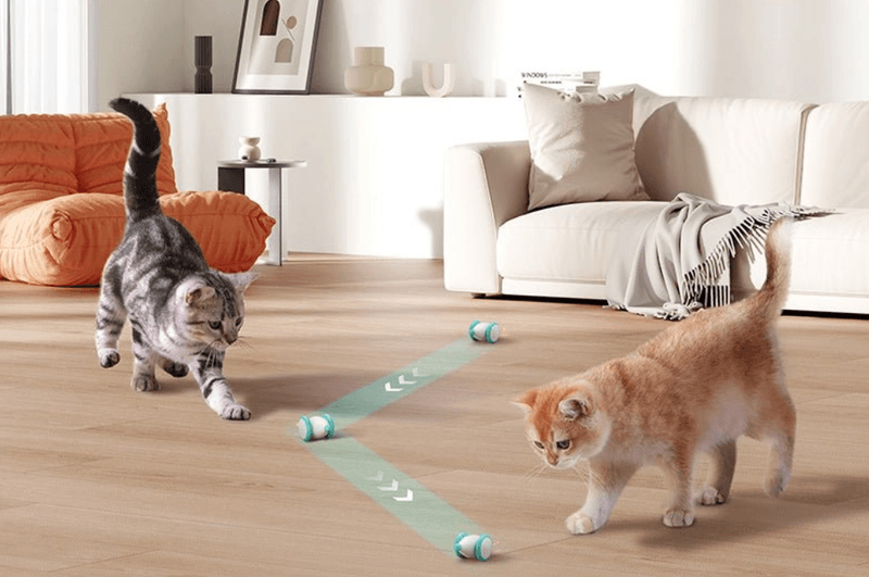 Shared Toys