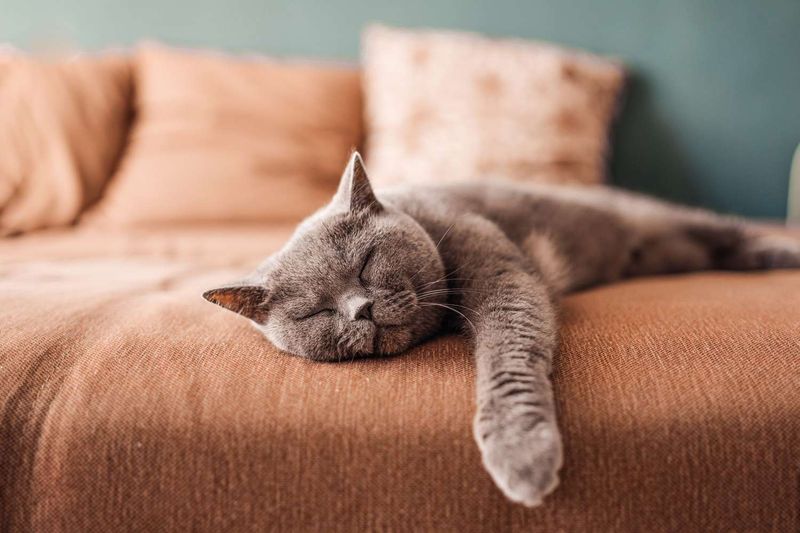 Having Fur on Literally Everything