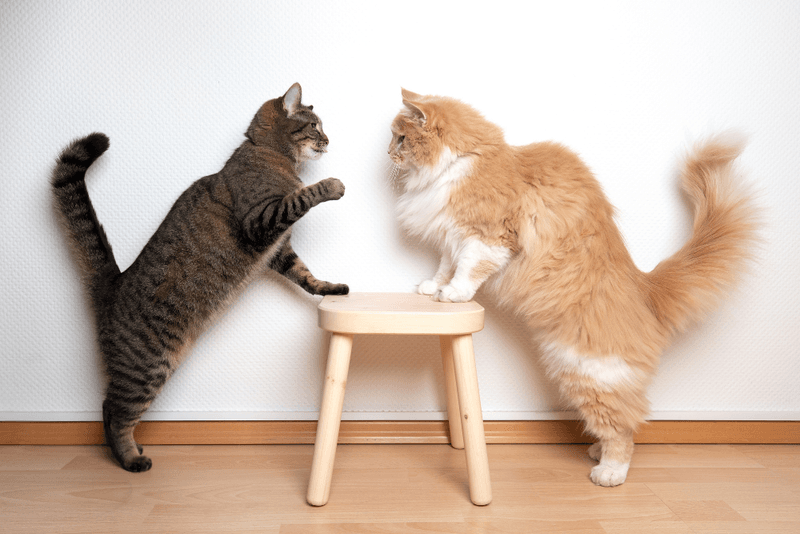 Vocalizing in a Soft, Friendly Way