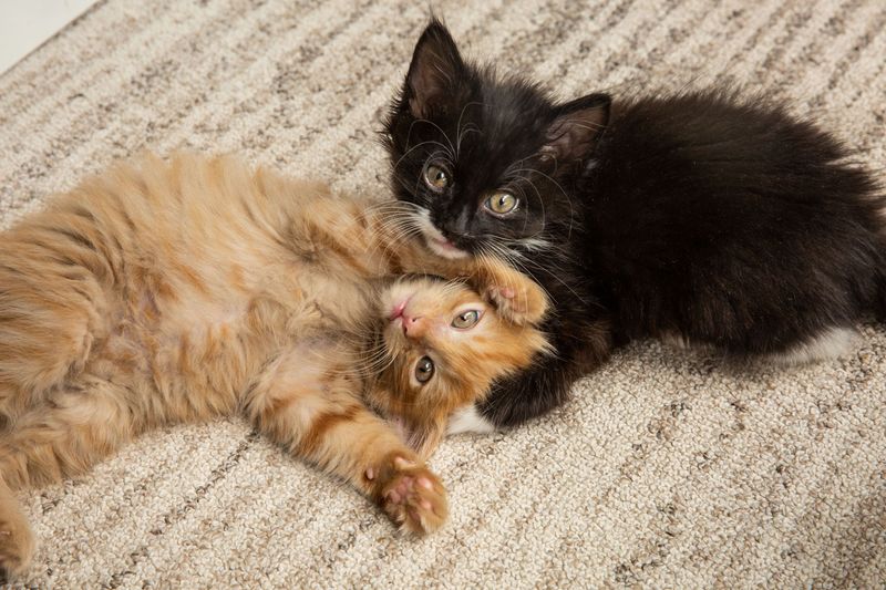 Should I Adopt One Cat or Two?