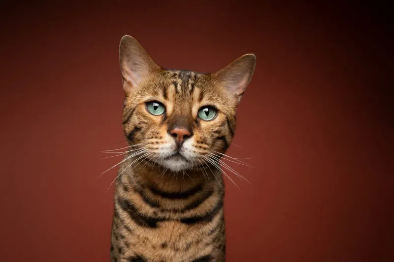 Bengal