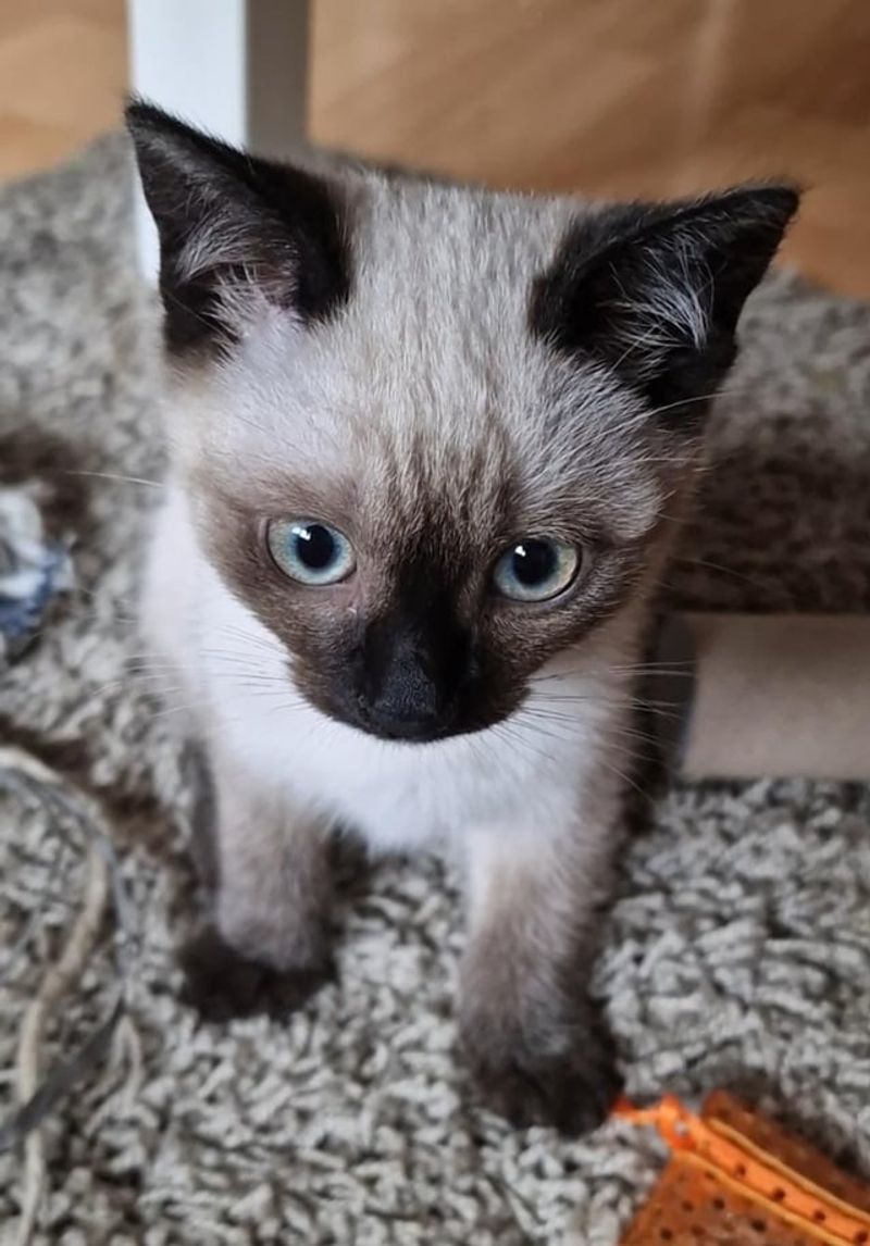 Siamese