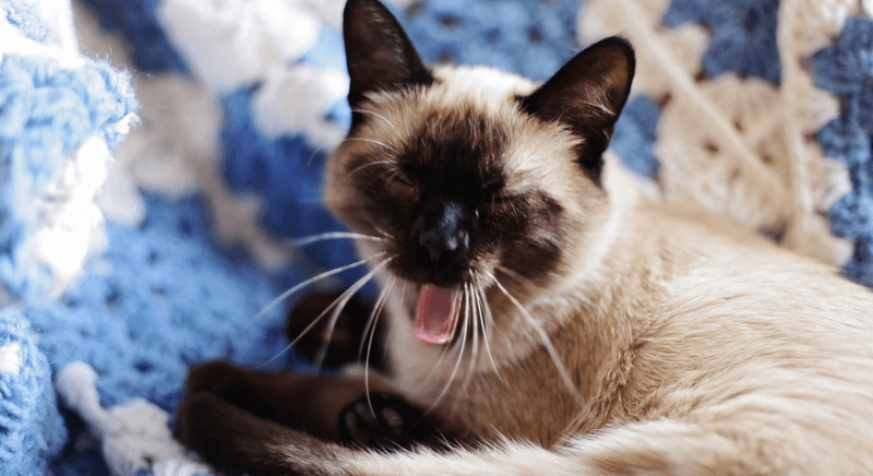 Siamese