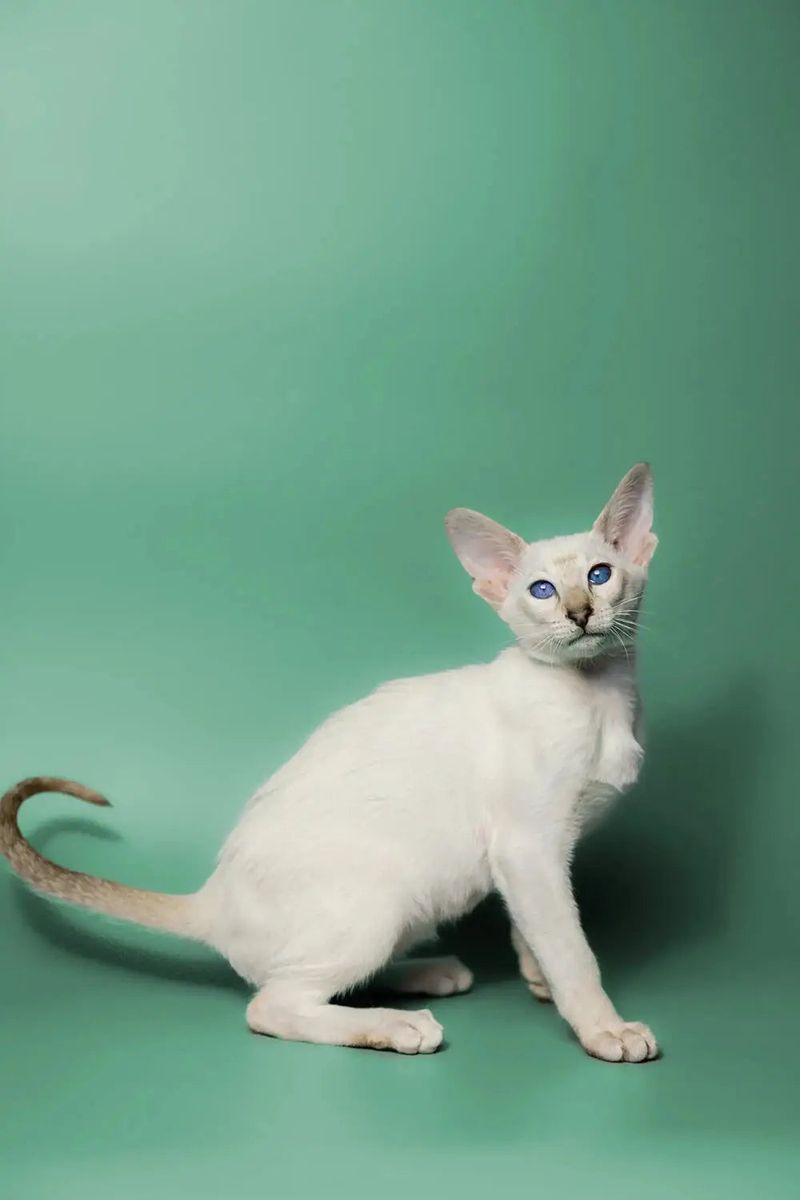 Oriental Shorthair
